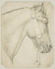 Tête et encolure d'un cheval harnaché, le mors pendant, image 1/2
