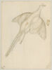 Etude d'un faisan volant, image 1/2