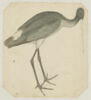 Une cigogne noire debout, de profil vers la droite, image 1/2