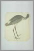 Une cigogne noire debout, de profil vers la droite, image 2/2