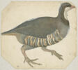Perdrix marchant, de profil vers la droite, image 1/2