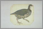 Perdrix marchant, de profil vers la droite, image 2/2