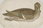 Sarcelle d'hiver femelle, nageant, de profil vers la droite, image 1/2