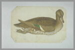 Sarcelle d'hiver femelle, nageant, de profil vers la droite, image 2/2