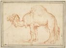 Un chameau debout, de profil, image 1/2