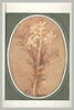 Une branche de jacinthe, image 2/3