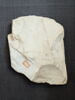 ostracon figuré, image 2/3