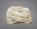 ostracon figuré, image 2/2