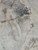 modèle de sculpteur  ; relief mural, image 2/4