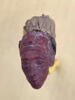 figurine ; extrémité de collier, image 1/5