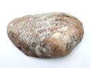 coquillage, image 1/2