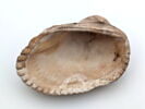 coquillage, image 2/2