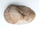 coquillage, image 1/2