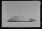 coupelle  ; vase plastique ; couvercle de vase, image 7/8
