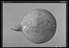 coupelle  ; vase plastique ; couvercle de vase, image 4/8