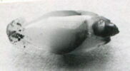 perle ; figurine, image 3/3