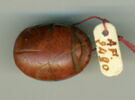 scarabée, image 1/2