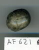 scarabée ; scarabée funéraire, image 1/2