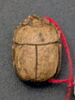 scarabée, image 2/2