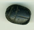 scarabée, image 1/2