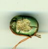 scarabée, image 2/3