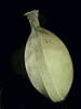 gourde de nouvel an, image 8/9