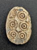 scarabée, image 1/2