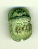 scarabée à ventre détaillé, image 1/2