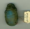 scarabée funéraire, image 1/2