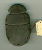 scarabée funéraire, image 1/2
