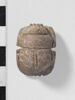 scarabée à ventre détaillé, image 1/4