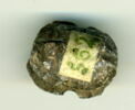 scarabée à ventre détaillé, image 1/2