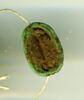 scarabée, image 1/2
