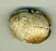 scarabée à ventre détaillé, image 1/2