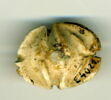 scarabée à ventre détaillé, image 2/2