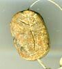 scarabée, image 1/2