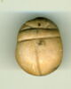 scarabée, image 1/2