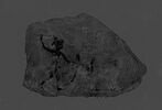 ostracon figuré, image 4/8
