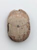 scarabée, image 2/2