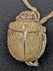 scarabée, image 2/2