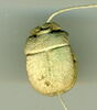 scarabée, image 2/2