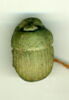 scarabée à ventre détaillé, image 1/2