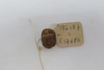 scarabée ajouré, image 3/3