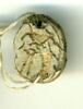 scarabée, image 3/3