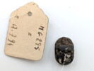 scarabée, image 2/2