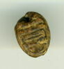 scarabée, image 1/2