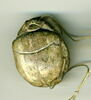 scarabée, image 2/2