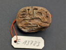 scarabée à pattes hypertrophiées, image 1/4