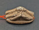 scarabée à pattes hypertrophiées, image 3/4