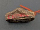 scarabée à pattes hypertrophiées, image 4/4